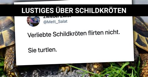 phils fails|Phils Fails Schildkröten sind keine Prinzen! 20 Minuten.